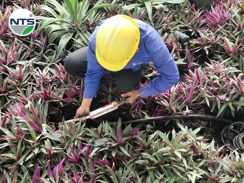 Nhân sự NTS thi công hệ thống tưới tự động tại Madison Hồ Tràm