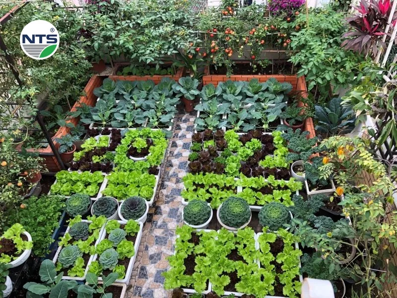 Những loại cây nên sử dụng hệ thống tưới nhỏ giọt bằng chai