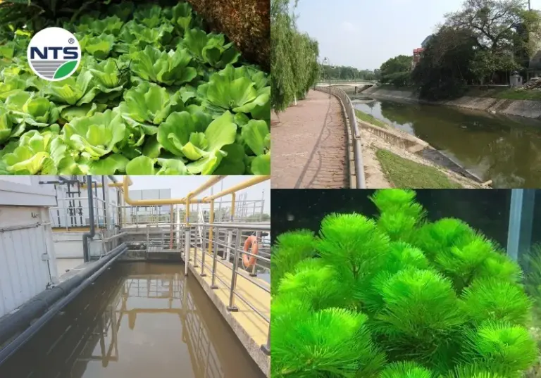6 quá trình xử lý nước thải bằng thực vật thuỷ sinh được tin dùng hiện nay