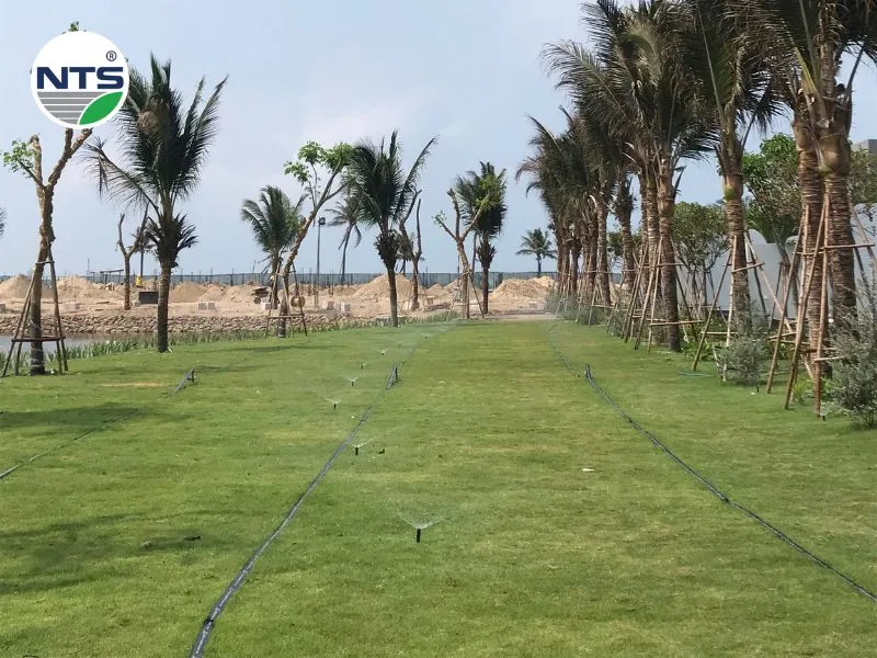 Hình ảnh các béc tưới phun mưa trong hệ thống tưới cây tự động Sanctuary Hồ Tràm đang hoạt động
