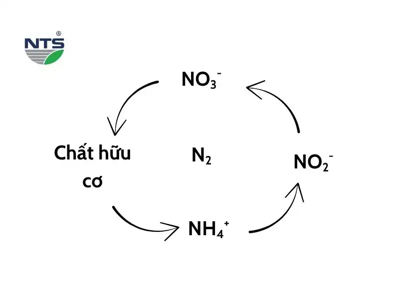Hình ảnh chu trình nitơ đơn giản